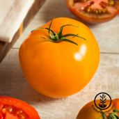 A picture of Golden Jubilee heirloom tomato.